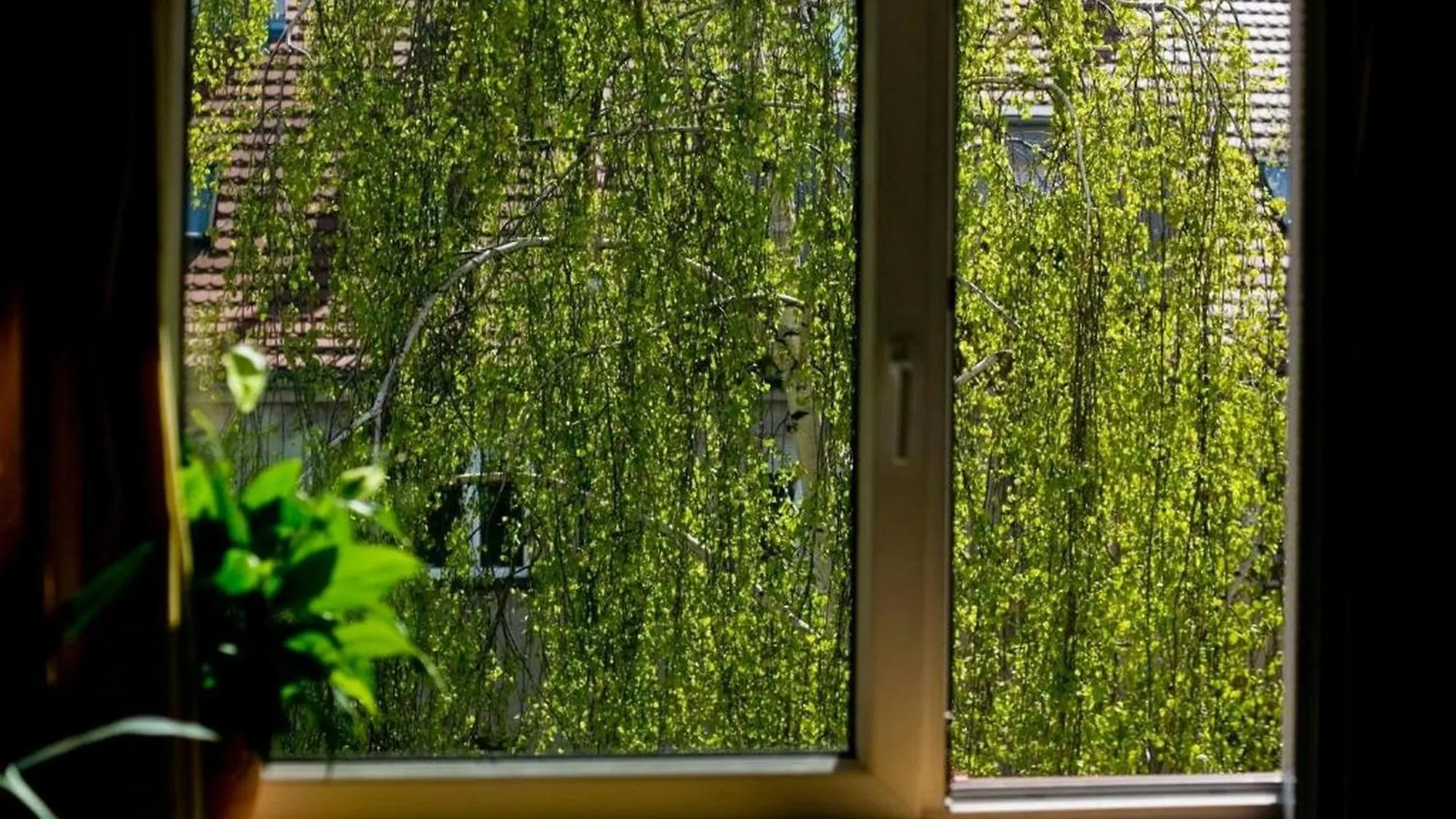 Apartment Stylowy, Przestronny Apartament 80M2 Na Zielonej Ulicy W Centrum Breslau
